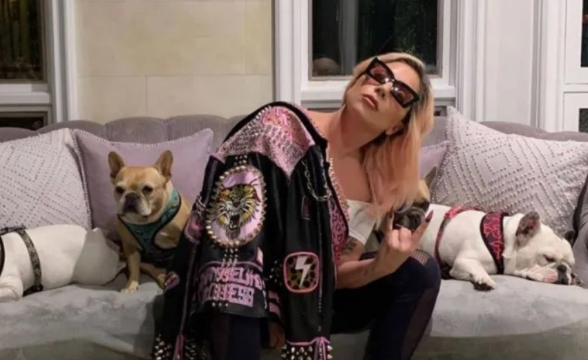 LadyGaga丢狗案新进展：爱犬失而复得，遛狗保镖死里逃生