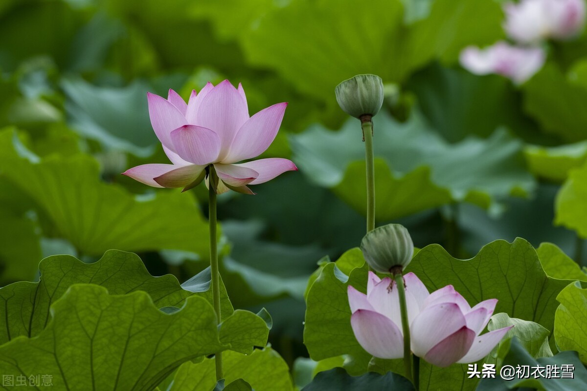 韦庄夏日情词