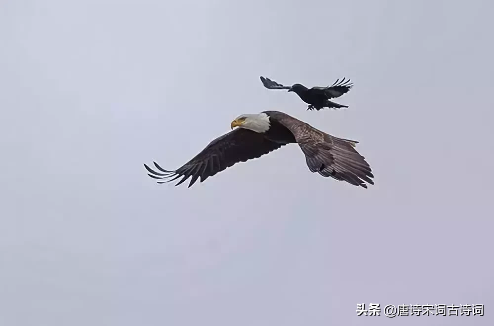 震撼！古人的理想抱负尽付诗词中，霸气十足！-第3张图片-诗句网