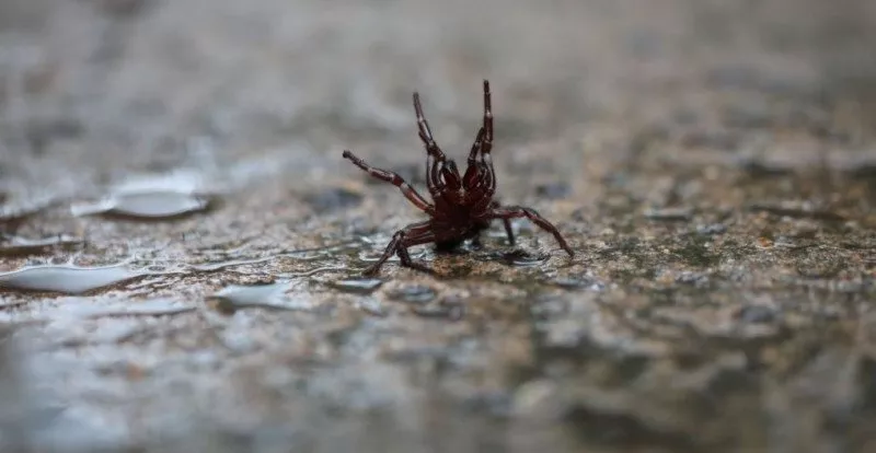 澳洲确诊患者违规开趴惹风险！亿万蜘蛛大军入侵人类社区