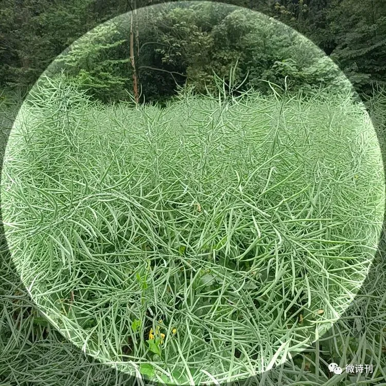 新诗推荐:著名诗人安娟英诗歌专辑