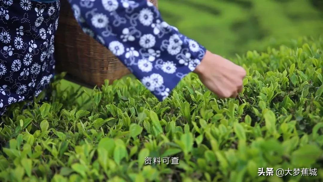 宁德天山茶：这款唐朝就有的贡茶，远销70多个国家！