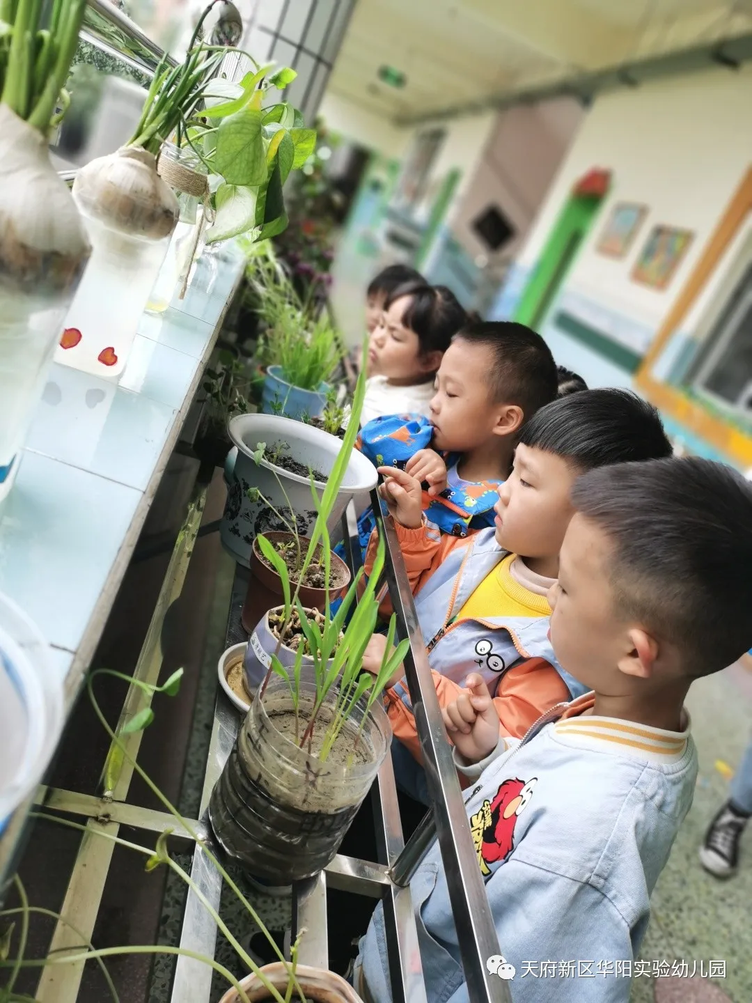 苏醒的种子 萌动的春天丨天府新区华阳实验幼儿园植物育成记