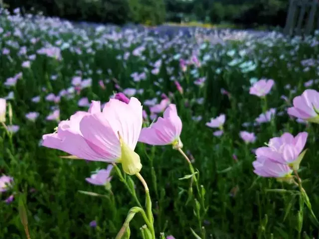 每日正能量—善良，是一朵开在心灵上的花