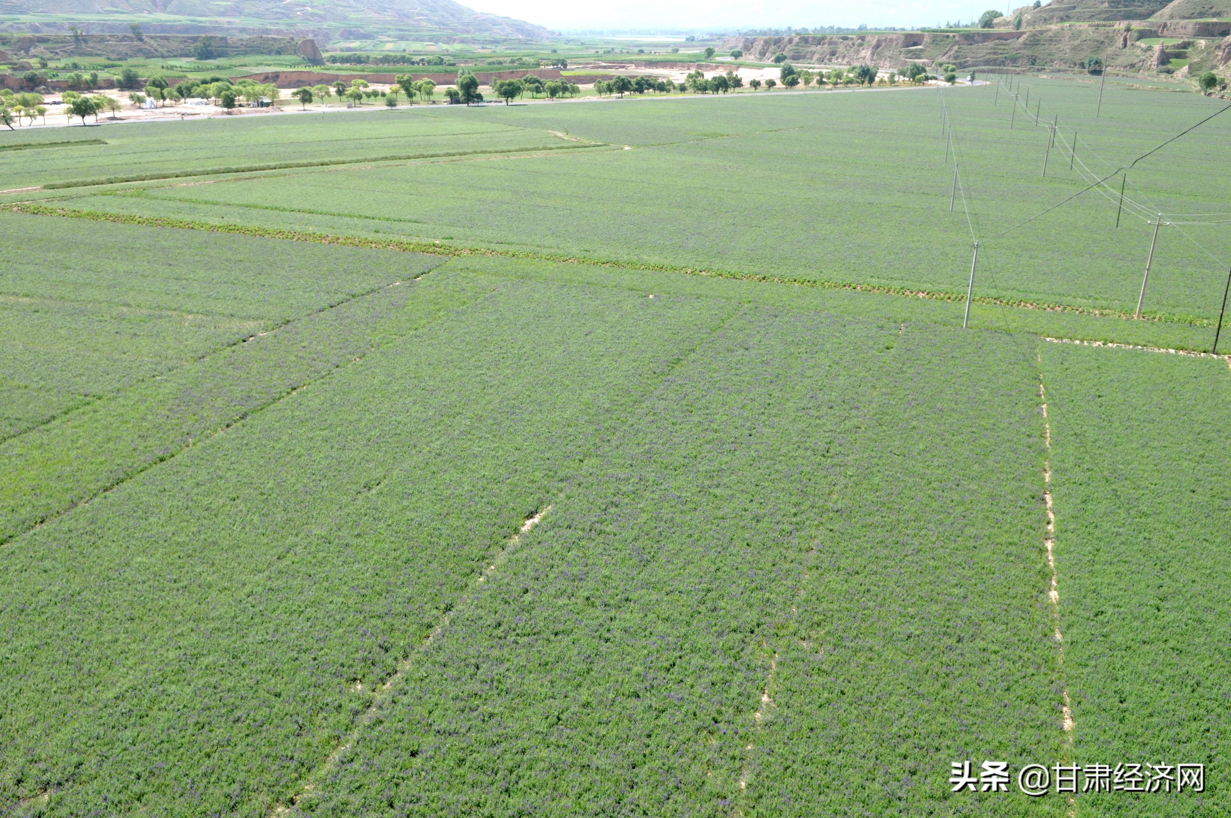 “中国药都”新跨越——定西中医药产业实现全产业链发展