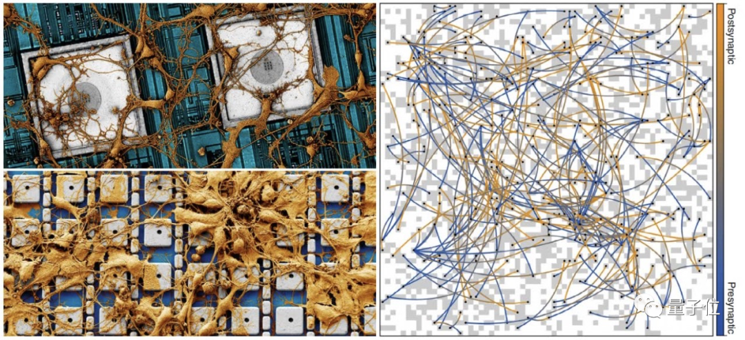 类脑芯片怎么搞？三星&哈佛：直接复制粘贴神经元 | Nature子刊