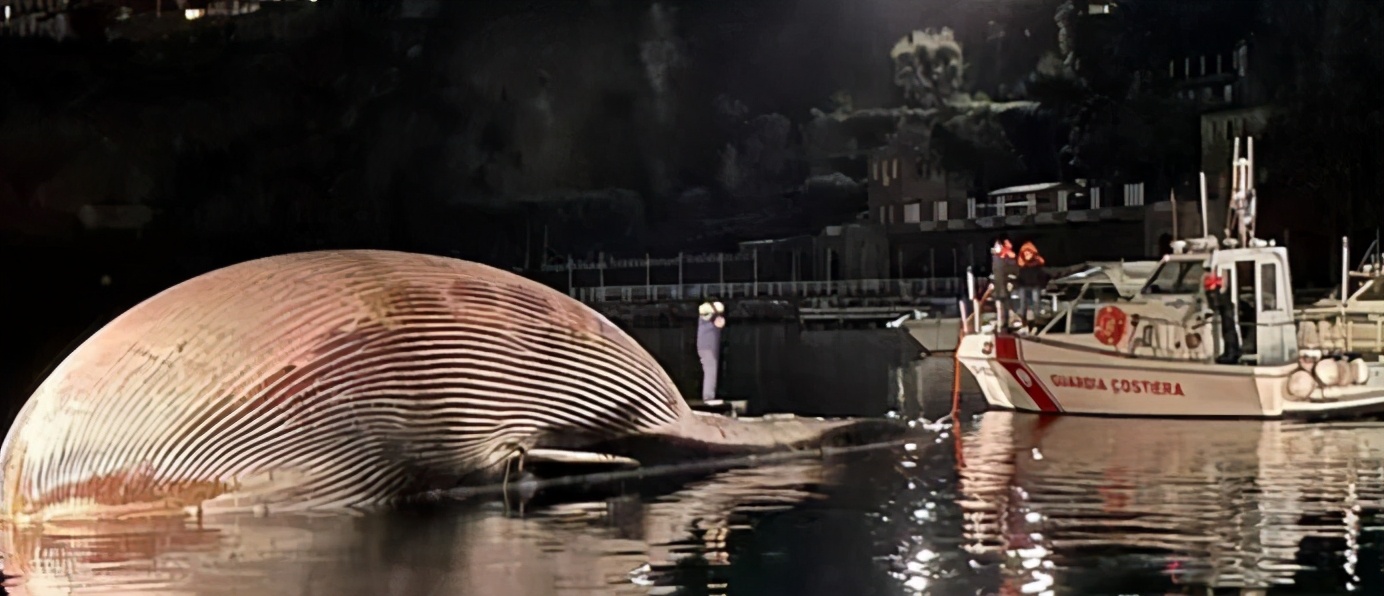 最大的鯨魚屍體被發現，體重77噸，如此龐大是什麽生物殺了它？