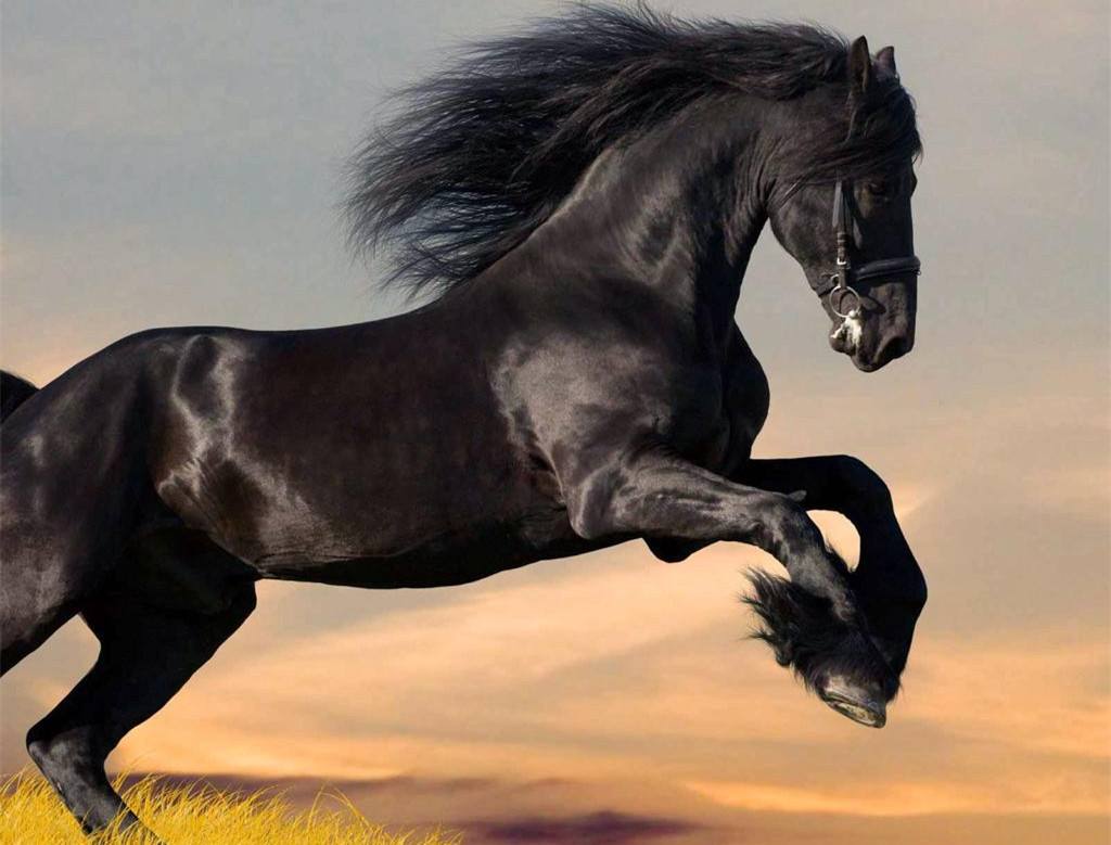 马镫在古代重要性不言而喻，为什么南北朝才开始普及？