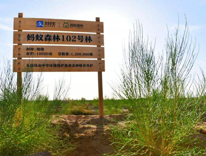 蚂蚁森林“免费”种了2亿多棵树，马云难道不怕