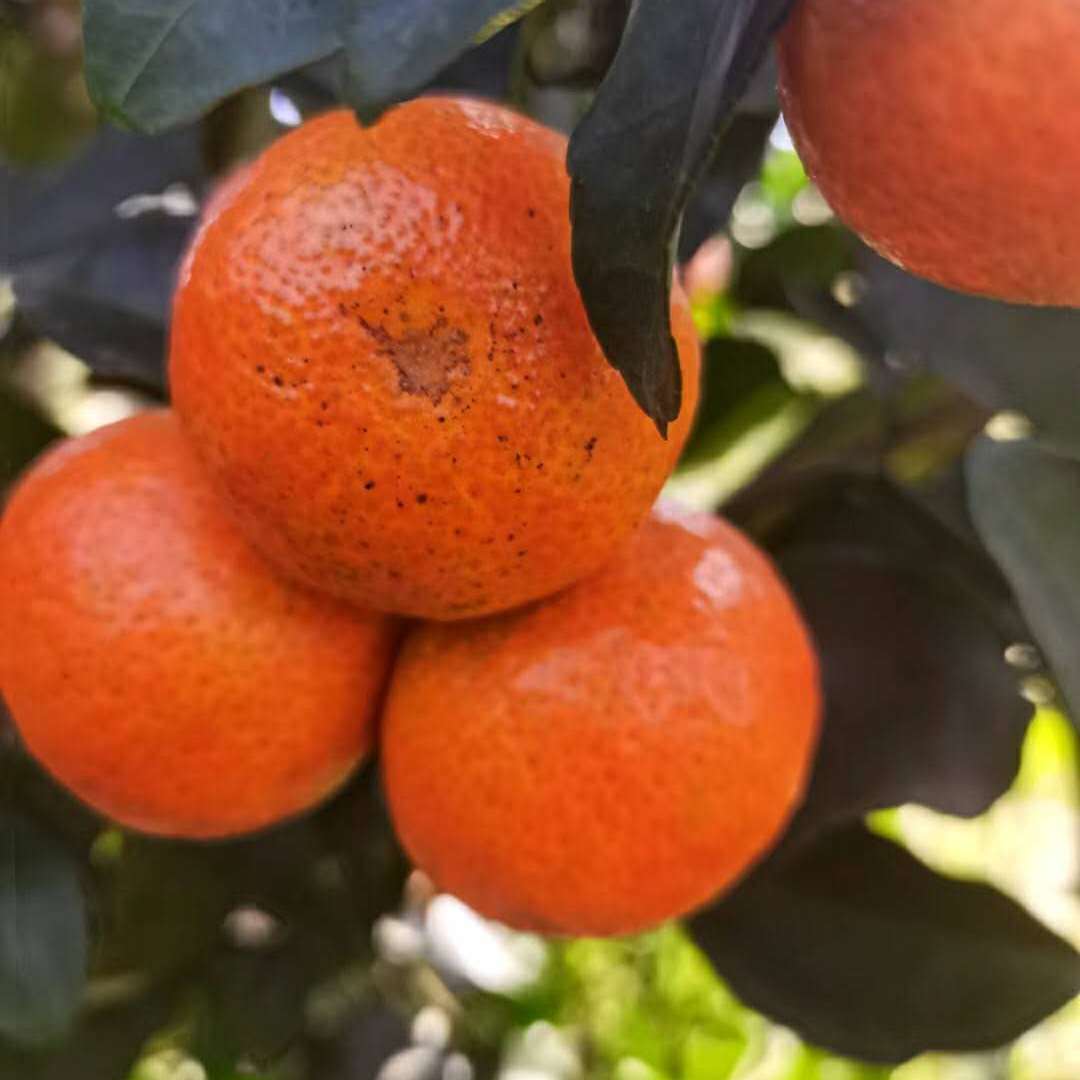 「水果行情」柑橘销不同地区，皇帝柑采收二刀果，今日产区地头价