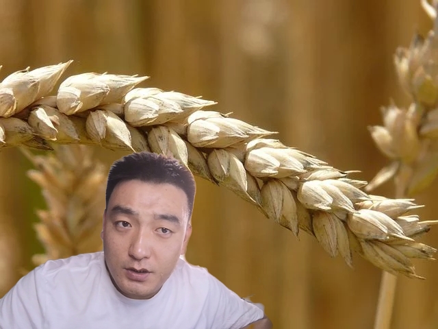 一块二收不到粮食？是农民膨胀还是粮食真的值