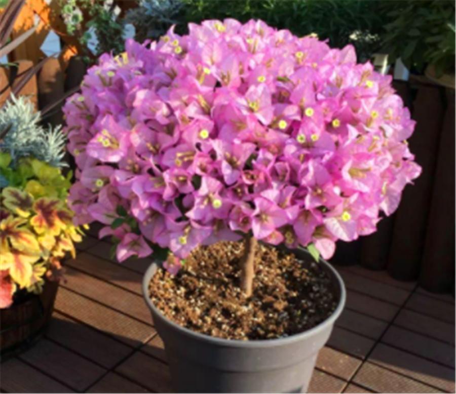 How to make Bougainvillea bloom without leaves?Turn on 3 small switches
