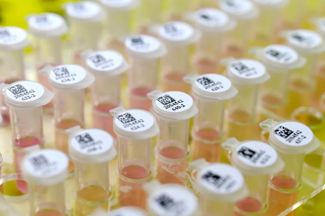 疫苗副作用巨大？ 華人醫生接種後現身說法，不打疫苗會更慘