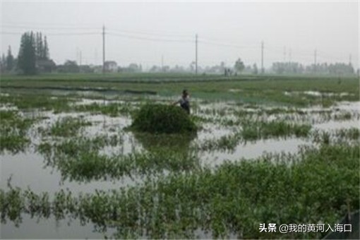 梅雨期长江中下游或出现较重汛情！具体会影响到哪些地区