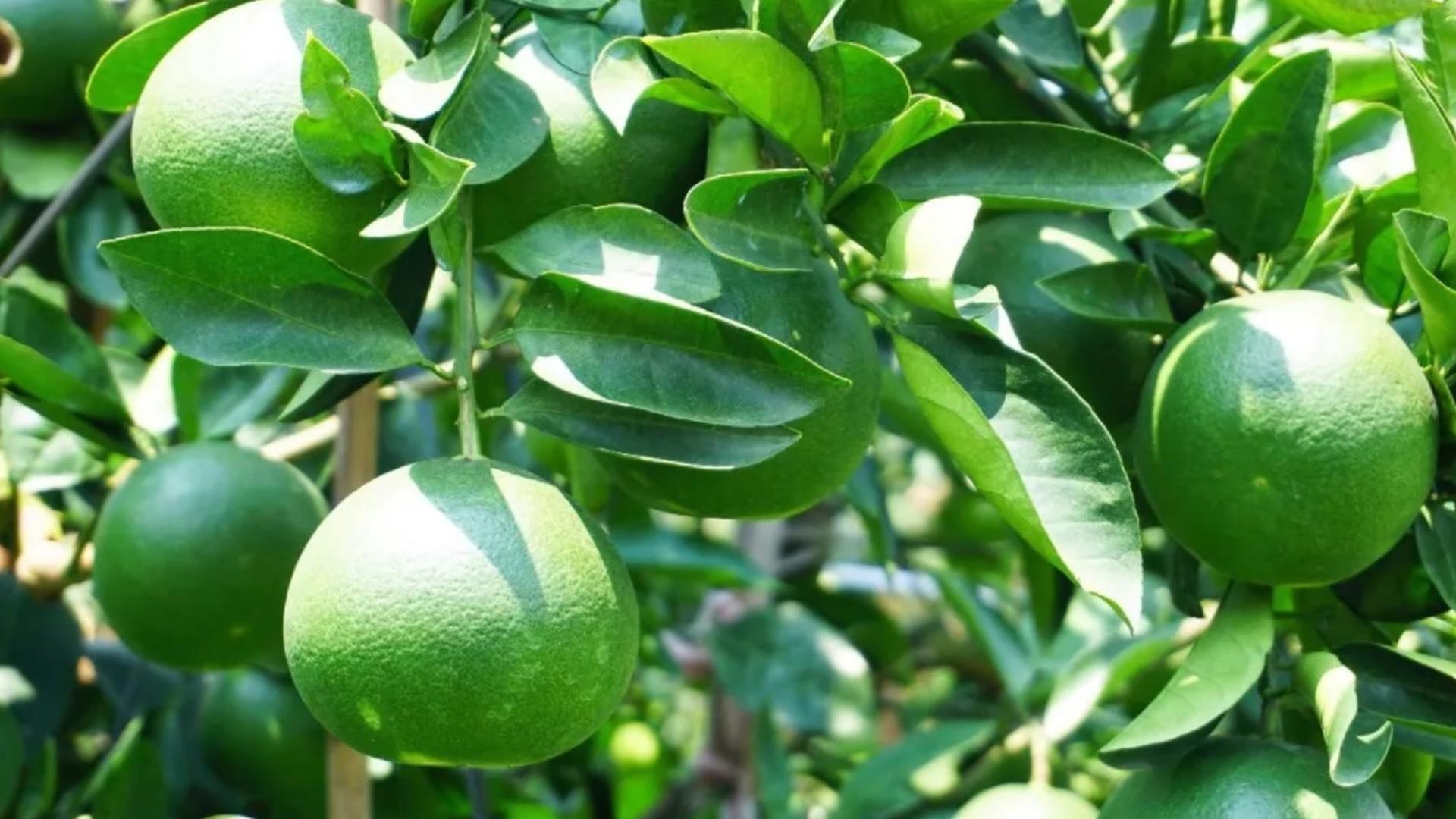 权威数据青柚什么意思青柠原因须知