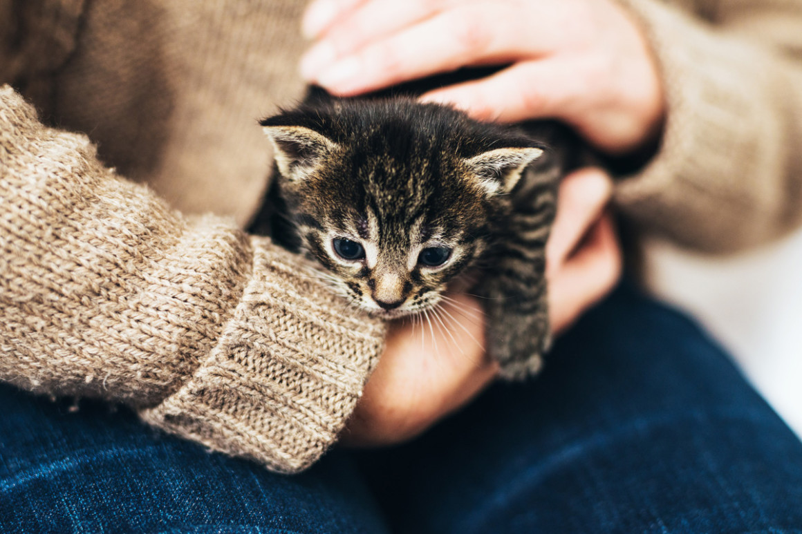 家人反对养猫，磨破嘴皮子也说服不了，那你更要直接行动