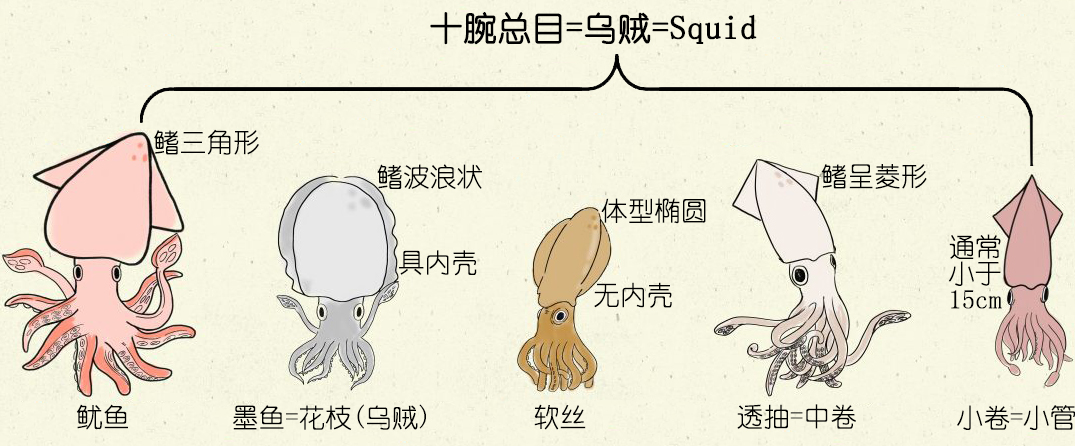 深度解析 章鱼 鱿鱼 墨鱼等软体动物 中 海水鱼类养殖 西南渔业网 丰祥渔业网 永川水花网 水产养殖专业网站欢迎您的光临