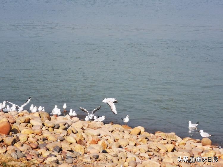 不仅是红嘴鸥 到重庆的候鸟已有218种