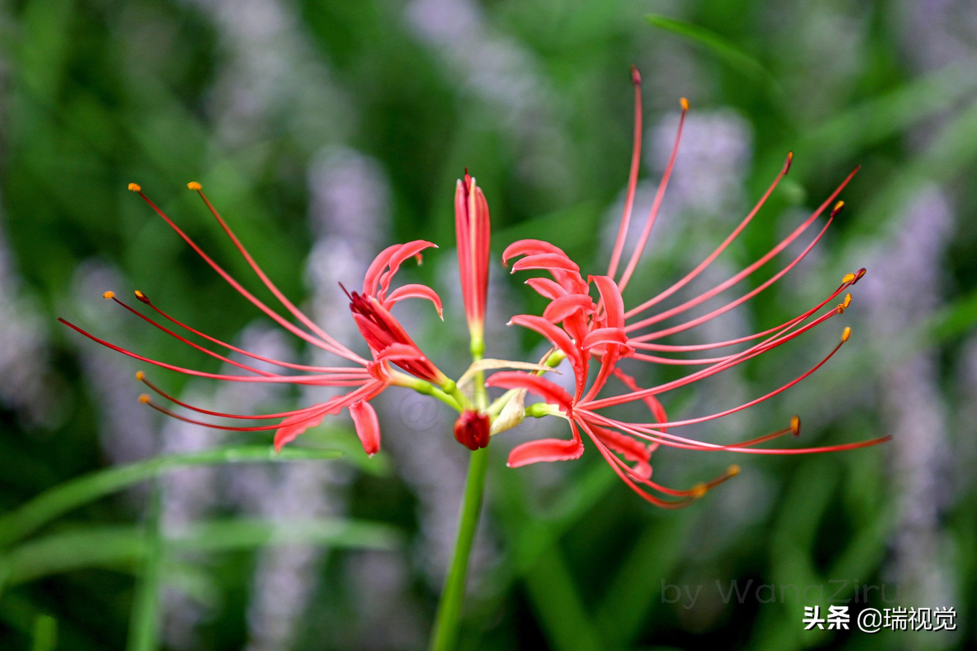 彼岸花 花叶不相见 球根有剧毒 资讯咖