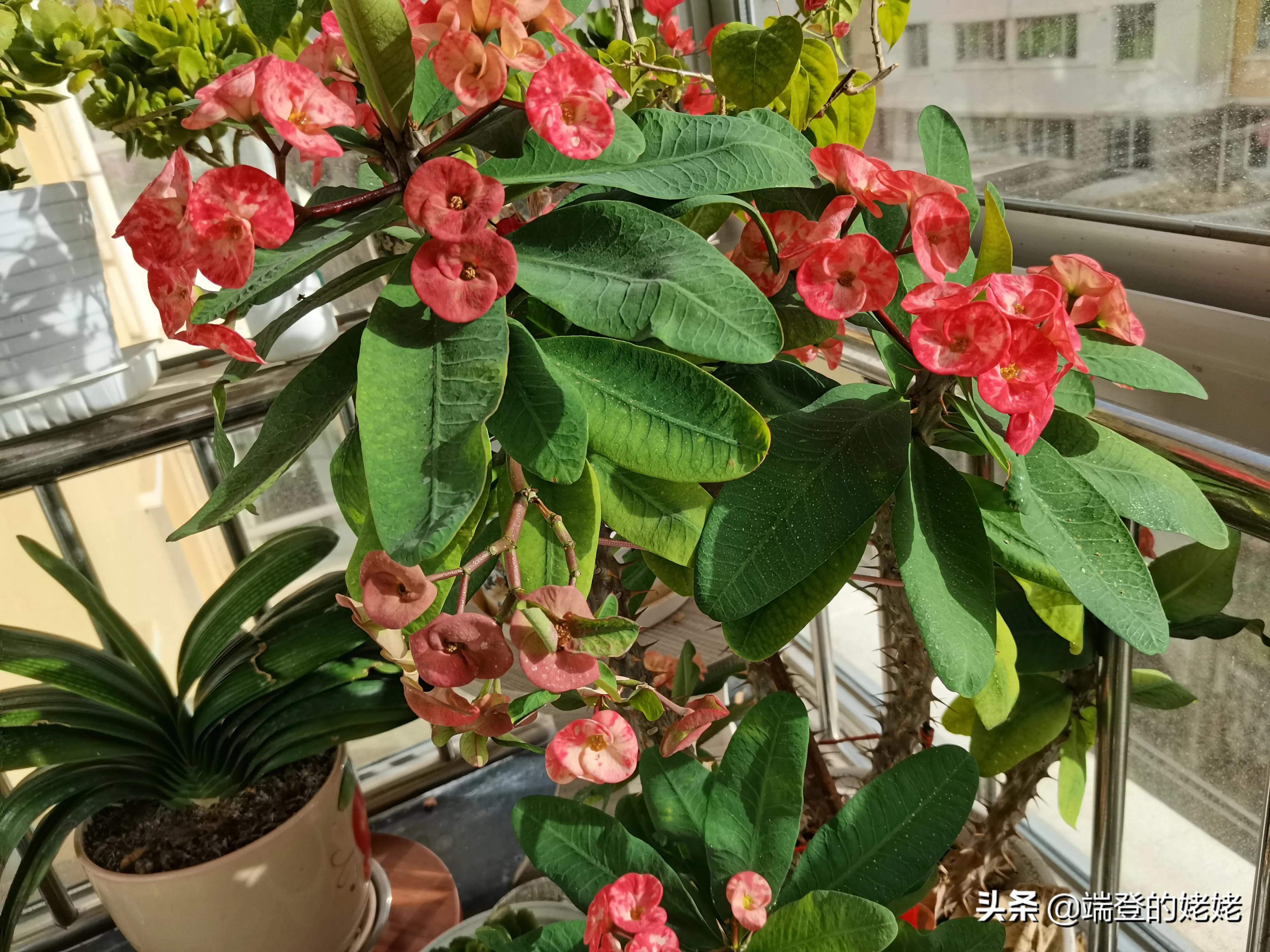 The tiger thorn plum blooming on the balcony is amazing to me - iMedia