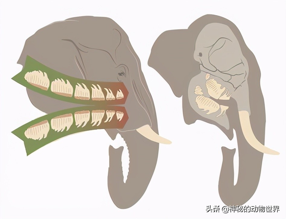 The biggest chewing teeth of an elephant can weigh up to 4 kilograms