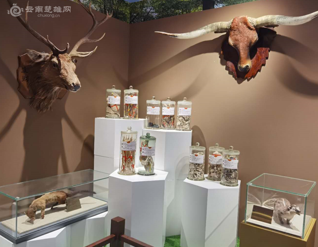 全国首个彝医药主题博览馆在楚雄州建成开馆