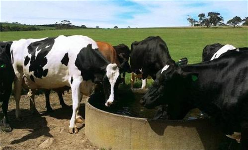 澳大利亚叫嚣：断供后让中国人吃不到牛肉，俄