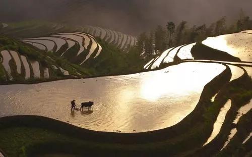 2021 is not to have Chun Niu year, "The ox is encountered without spring year, is long-term hired hand ceaseless idle " reasonable? 