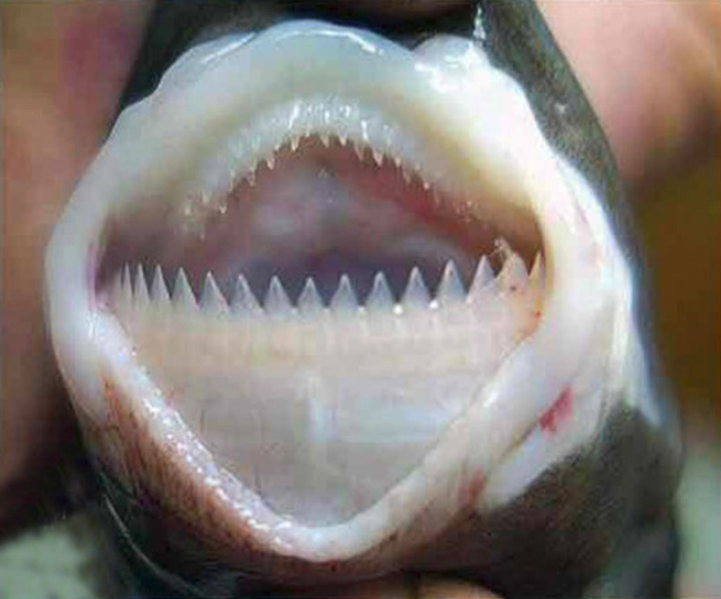 达摩鲨咬人图片