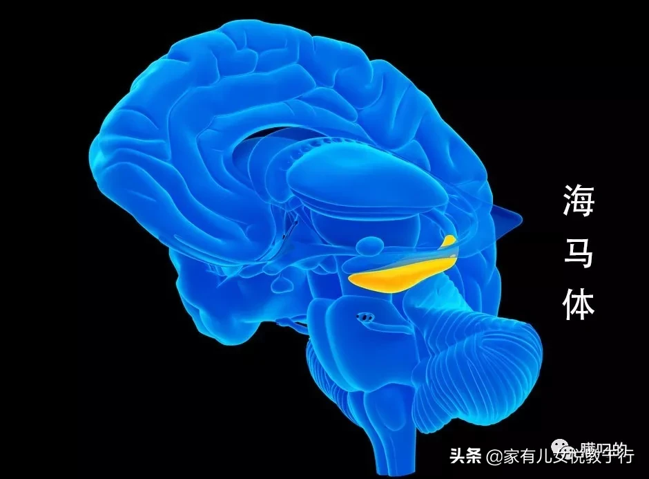 刚刚马斯克突然宣布，这项最新技术将彻底改变人与机器的交互方式
