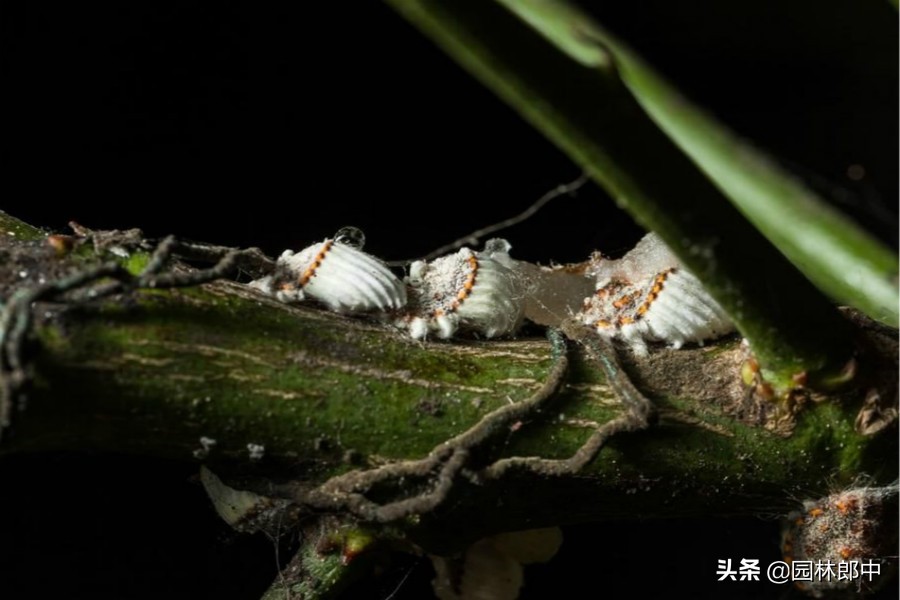 5月份，蚧壳虫防治进入关键期，这个时机一定要抓住-第4张图片-农百科