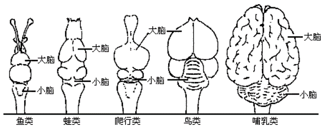 海洋比陸地大，生物種類也更多，為何沒有比人類聰明的生物？