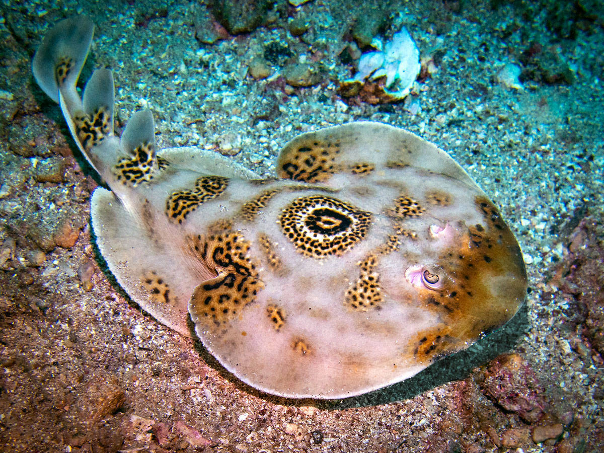 Will the electric eel be electrocuted by himself?800 volts can be