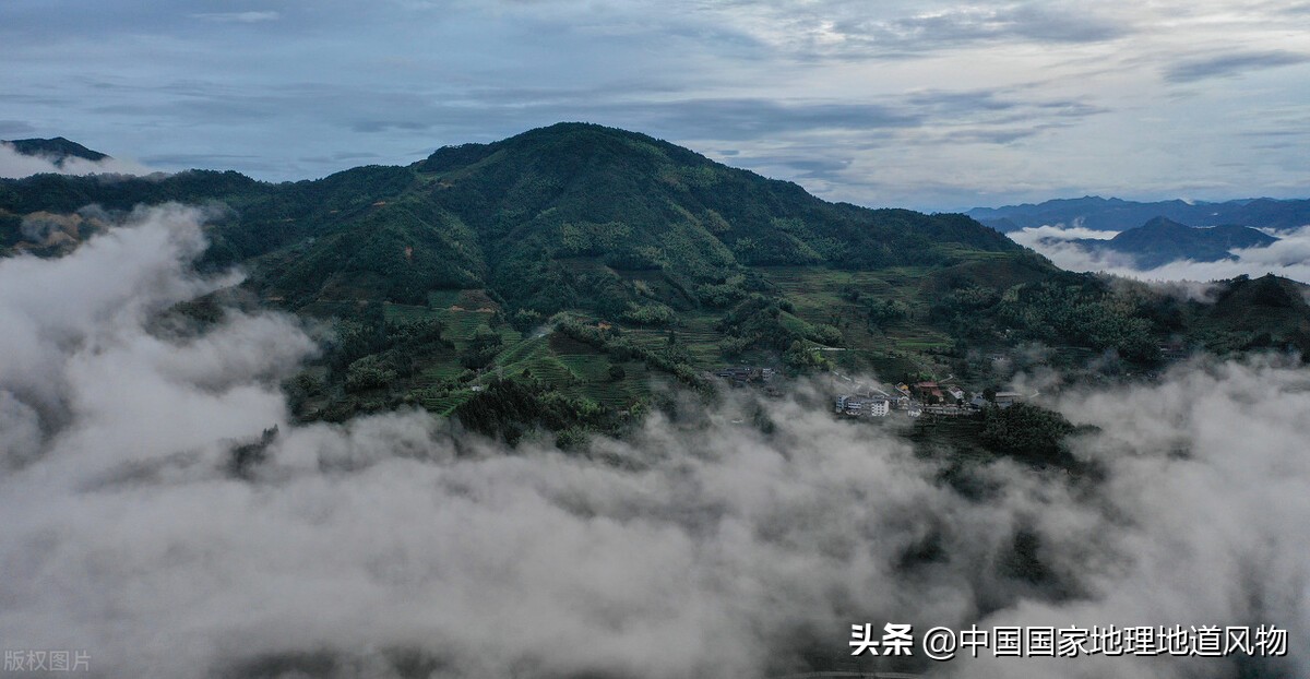 惠明茶：深山养好茶