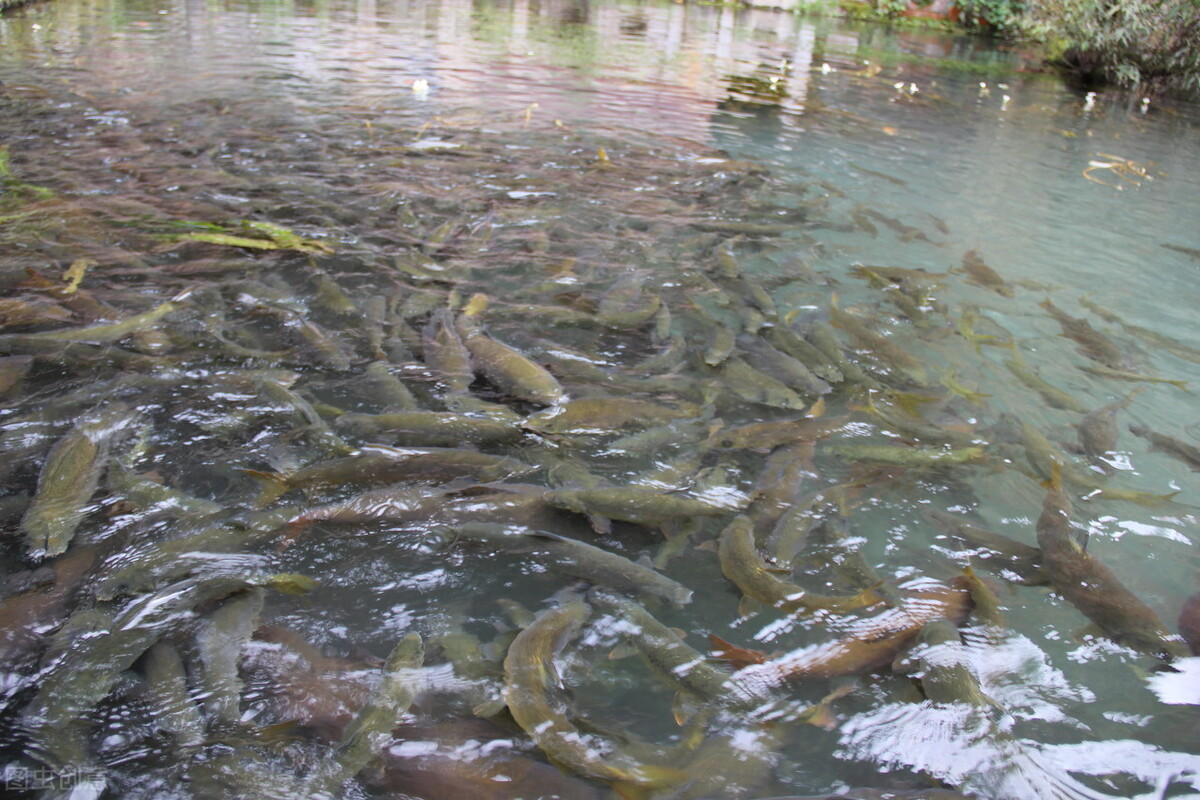 瀘沽湖的財富：曾年產(chǎn)50萬斤野生魚，能否改造成“人工魚庫”？