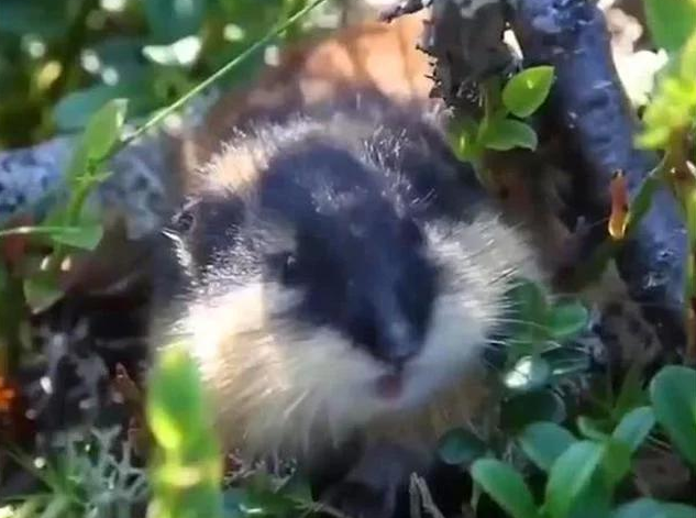 中国新疆30万老鼠集体跳崖自尽，专家给出的推测