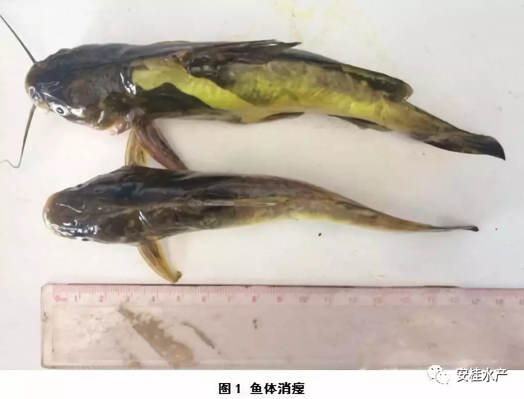 黄颡鱼与链球菌:浮头、趴边、打转、追尾、抽筋、游动不规则