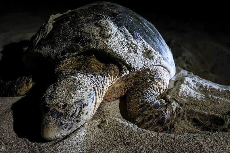 玳瑁面临的危机远不止美丽花纹带来的杀身之祸