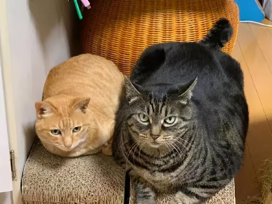 猫猪可不单指橘猫 狸花猫同样也是胖着胖着就胖成网红的存在 资讯咖