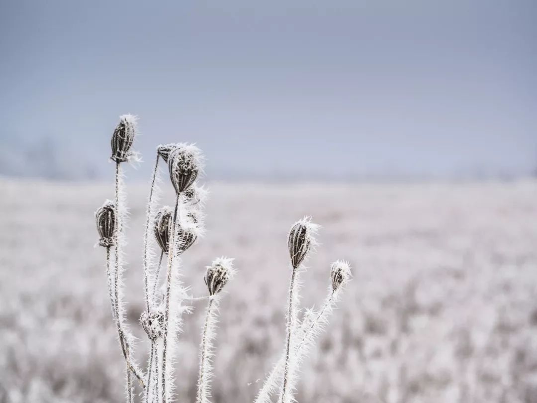 十首雪景诗词，最美的雪在诗词里-第3张图片-非凡网