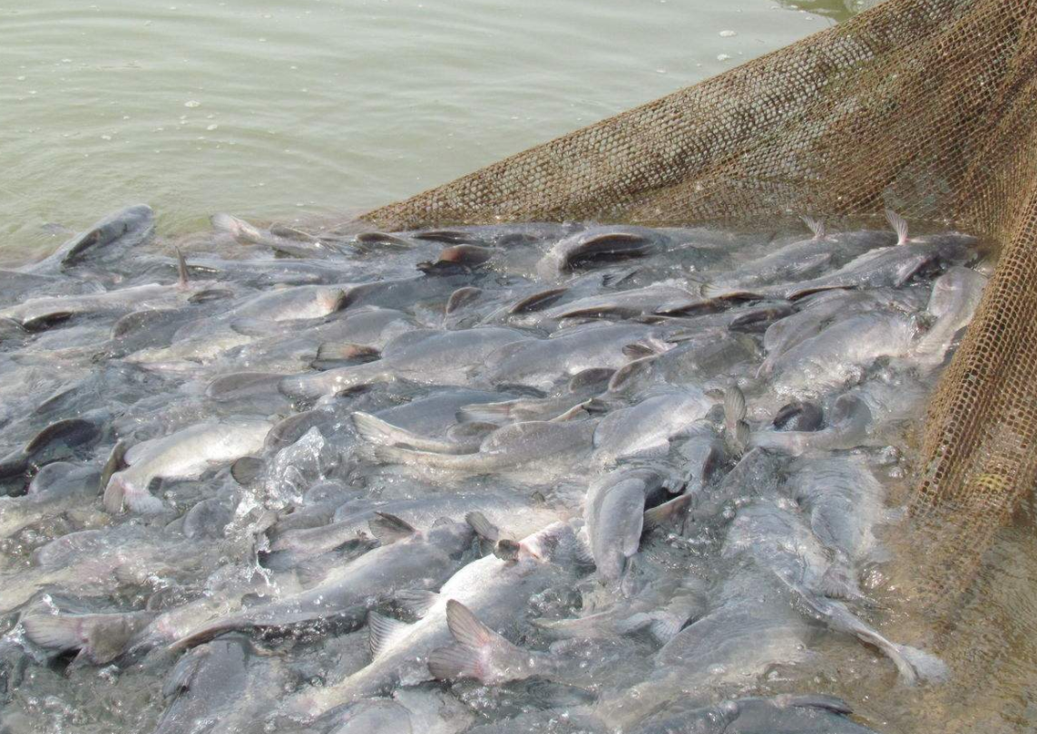 長江發現“神秘物種”鳤，本可長10餘公斤，為何如今很難見到？