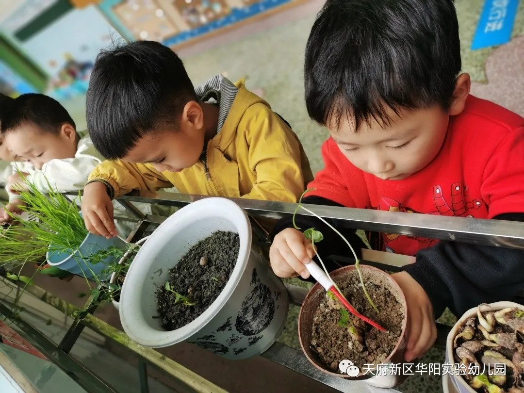 苏醒的种子 萌动的春天丨天府新区华阳实验幼儿园植物育成记