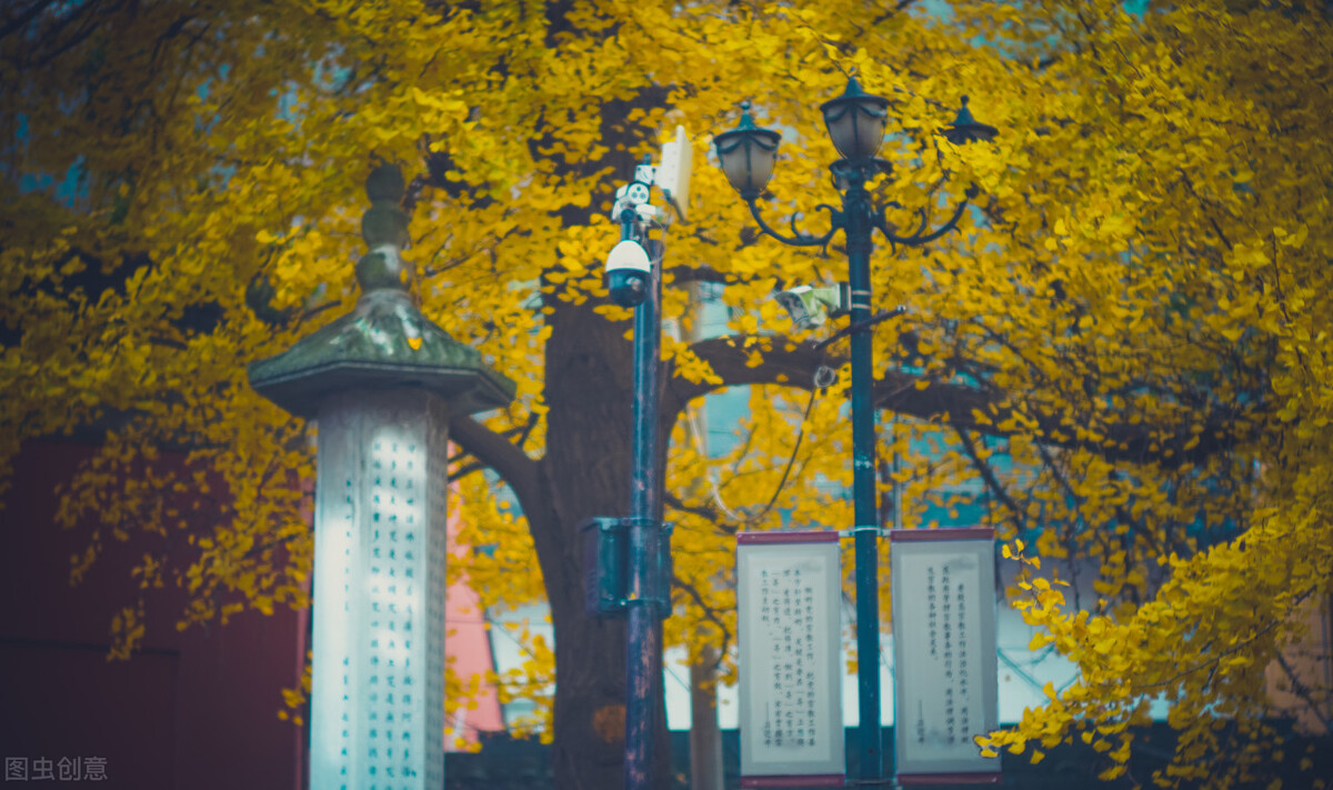 南京的秋天，美成了金陵该有的样子，谁能不爱？插图55