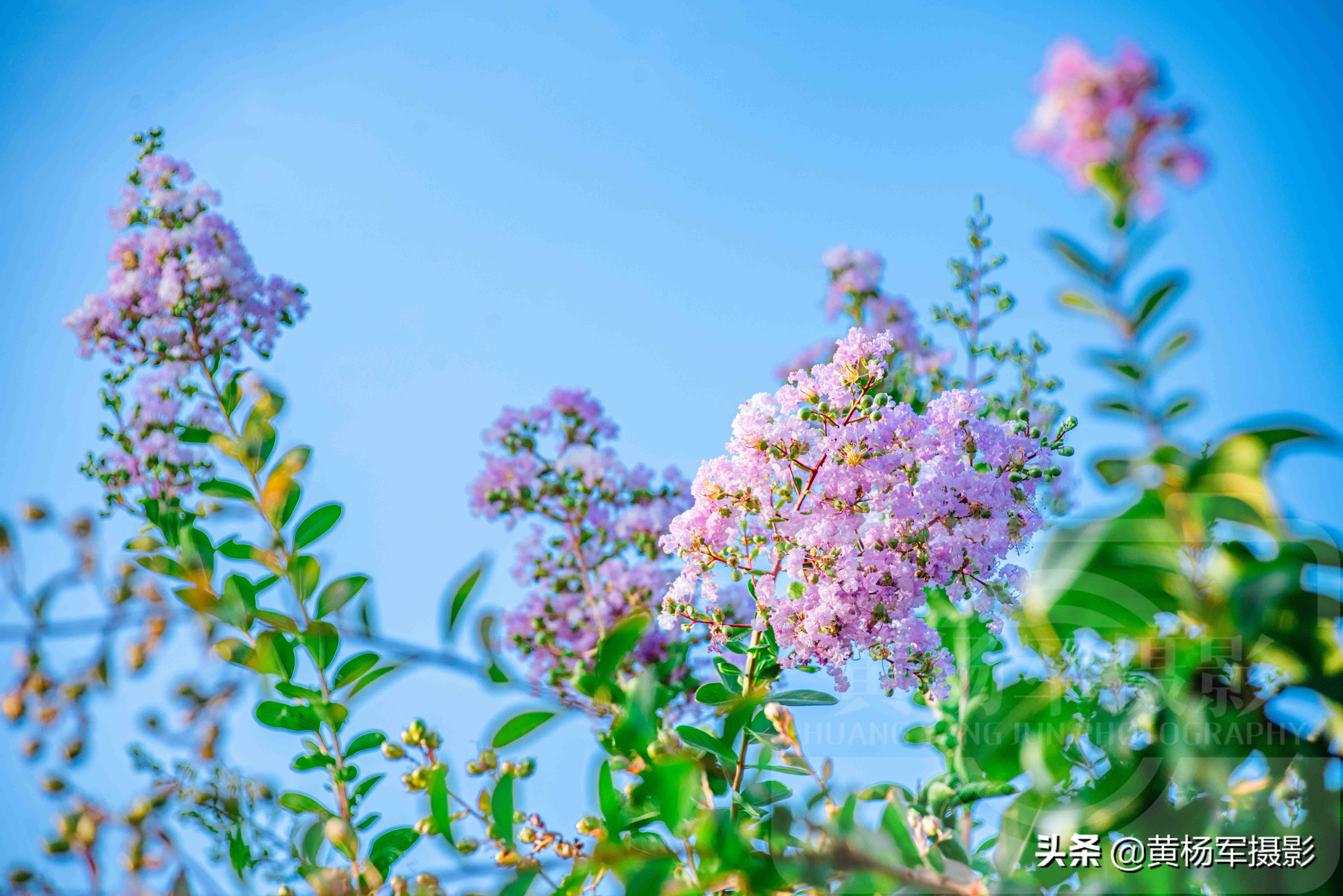 六月美丽绚烂的紫薇花 清新淡雅 蓝色天空下紫粉色的花朵很美 资讯咖