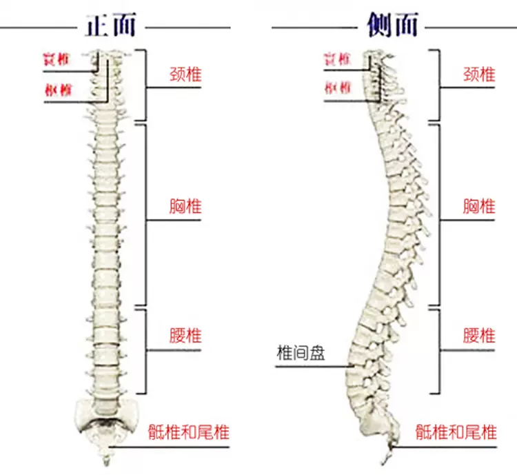颈椎难受 该换一张苏老伯精细黄麻床垫