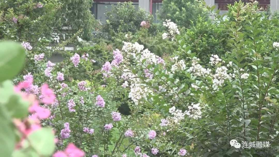 连城：紫薇进入盛花期 花期将持续至9月