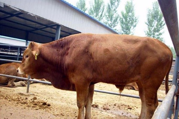 Prepare 300 thousand investment to raise a cattle, a few years can you call in total cost? 