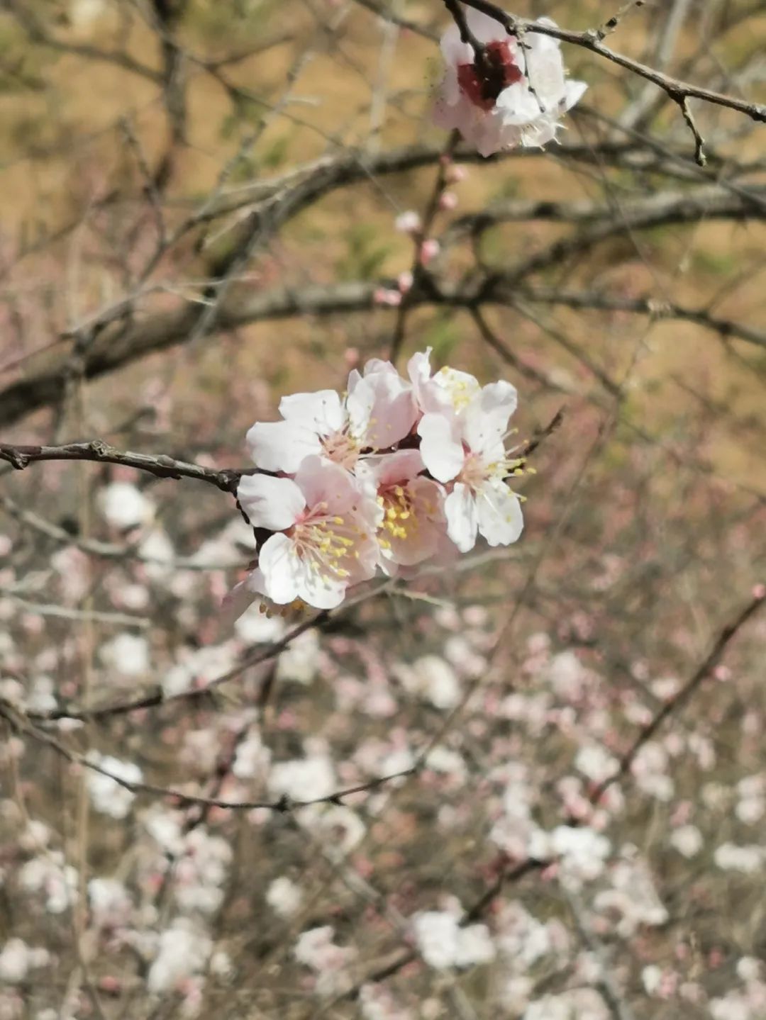 春游踏青 | 青创会组织首次户外烧烤，赏漫山桃花