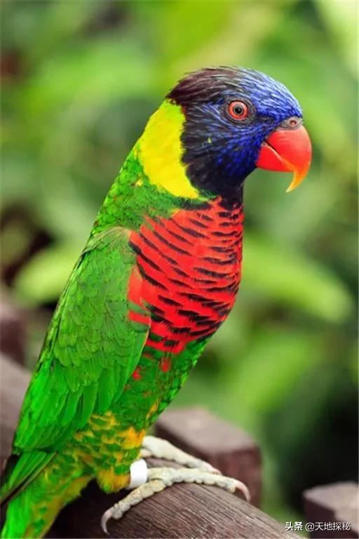 Why do parrots talk? Uncover the secret behind the parrot's tongue - iNEWS