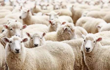 羊毛出在羊身上，羊绒也出在羊身上，但此羊非彼羊